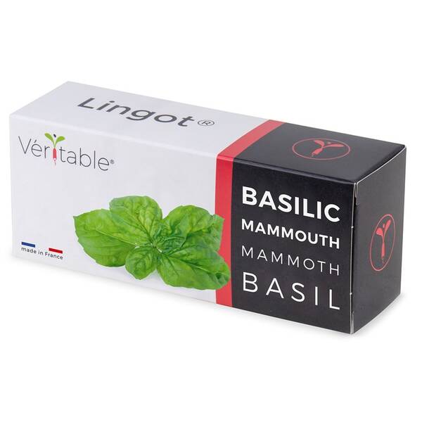 Semínka Véritable Lingot Bazalka mamutí 

