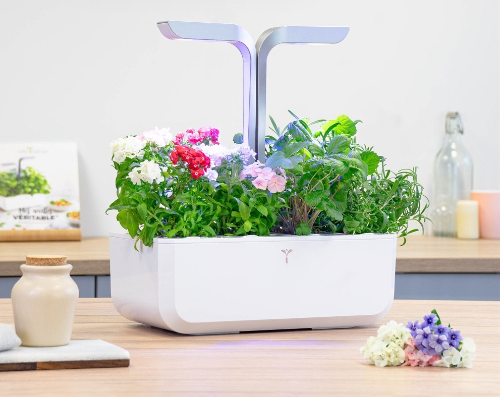 Semínka Véritable Lingot Flox Flox květina pěstovaná v zahrádce (květináči) Véritable