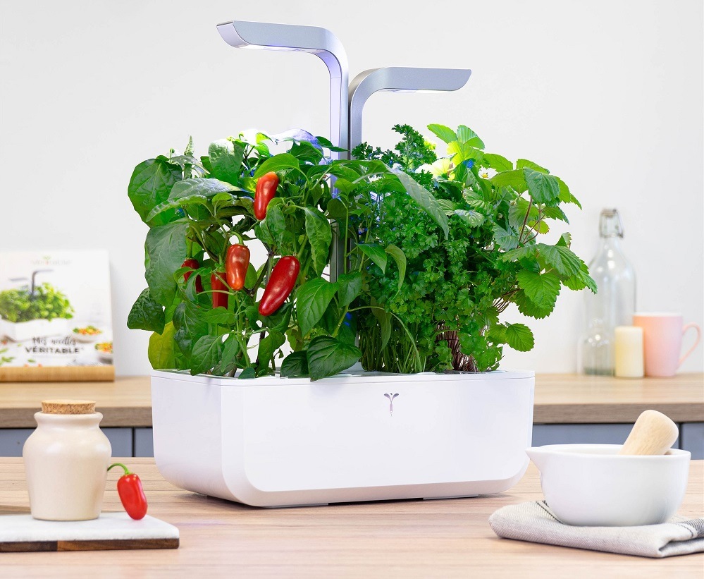 Jalapeño pálivé chilli rostoucí v květináči (zahrádce) Véritable na kuchyňské lince