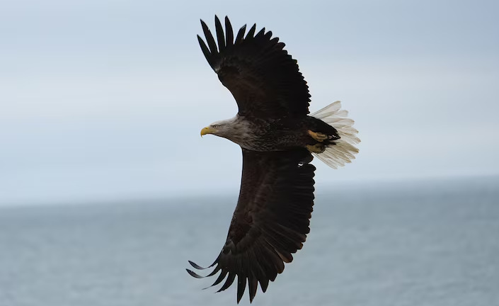 Sony FE 100-400 f/5.6-8 OSS ostří pomocí dvojice lineárních motorů
