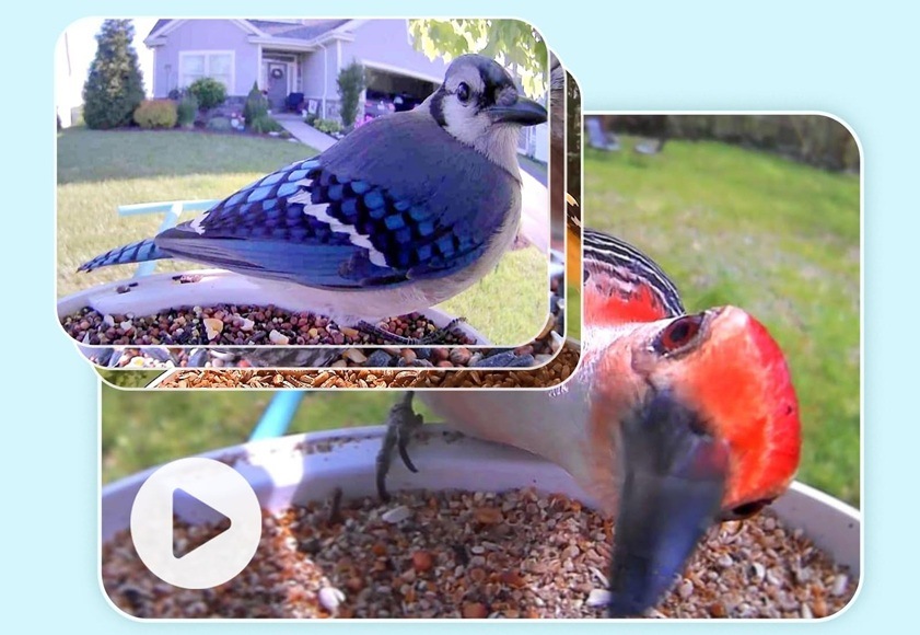 Ptačí krmítko Birdfy s kamerou (AI předplatné) Vizualizace videa s ptákem.