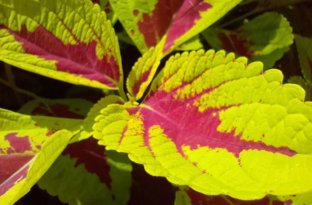 Mobilní telefon Motorola Moto E40 4GB/64GB - Dark Cedar černý