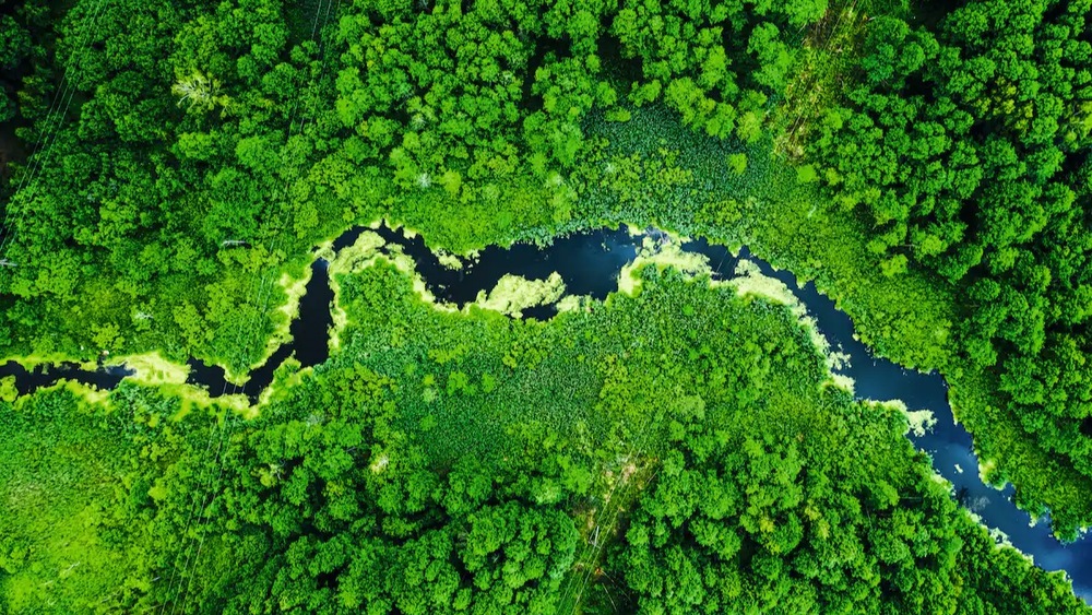 Pohled na tekoucí řeku a stromy