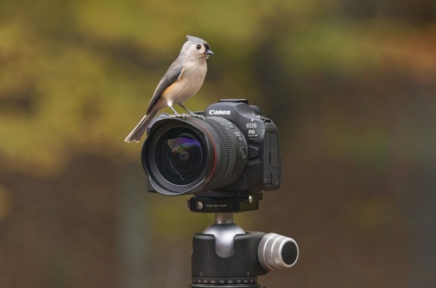 Digitální fotoaparát Canon EOS R6 Mark III + RF 24-105 mm f/4 L IS USM černý Ptáček sedící na fotoaparátu EOS R6 Mark III s objektivem Canon RF 24–105 mm f/4L USM