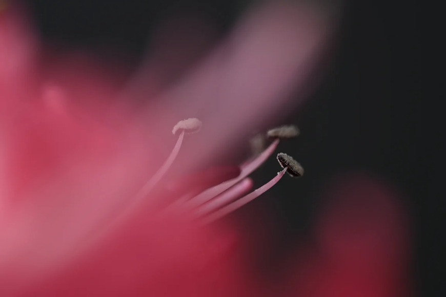 Nikon 105 mm f/2.8 VR S NIKKOR Z MC Macro