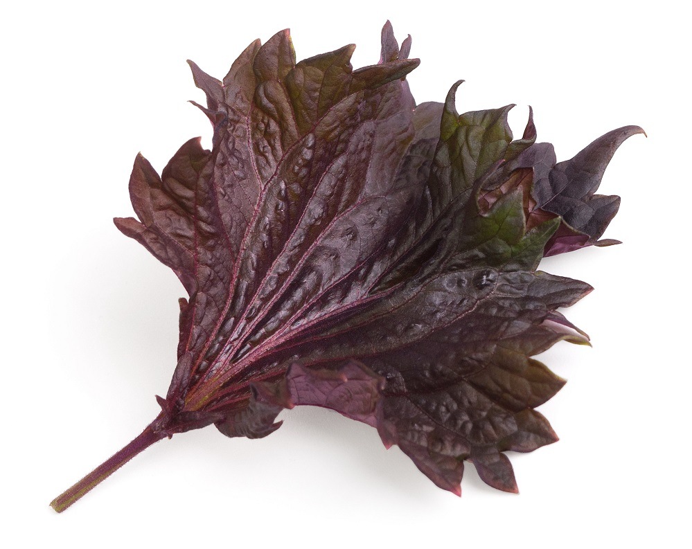 Sklizený fialový shiso vypěstovaný v květináči (zahrádce) Véritable