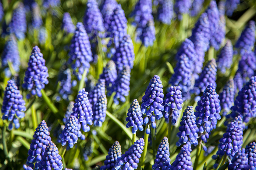 AgfaPhoto Compact DC 8200, černá