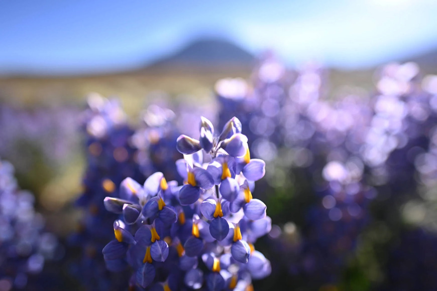 Nikon 20 mm f/1.8 S NIKKOR Z