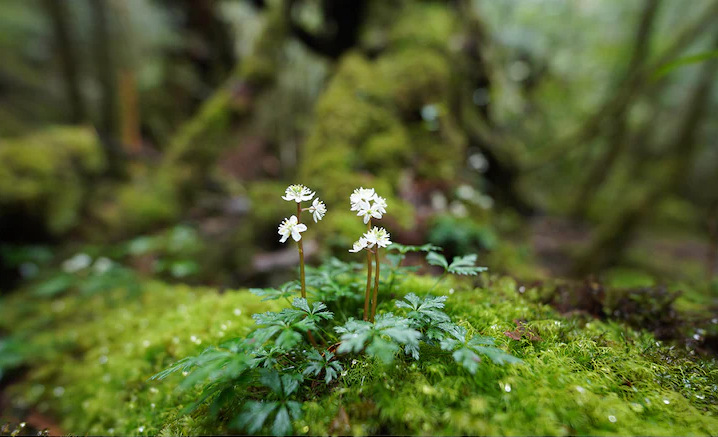 Objektiv Sony FE 14mm F1.8 GM černý Snímek zaostřený na malou květinu na skále v lese, s výrazným rozmazáním před květinou i za ní.