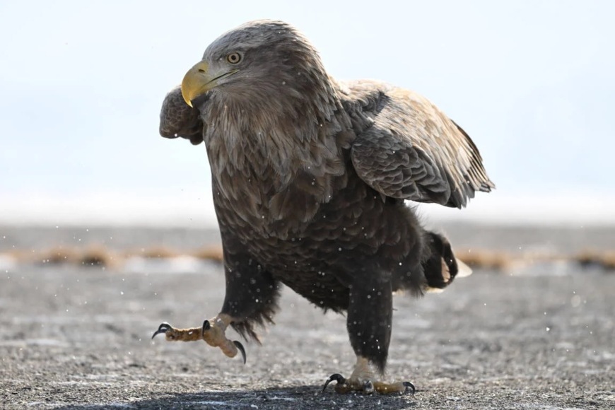 Nikon NIKKOR Z 180–600 mm f/5.6–6.3 VR (JMA720DA), černá