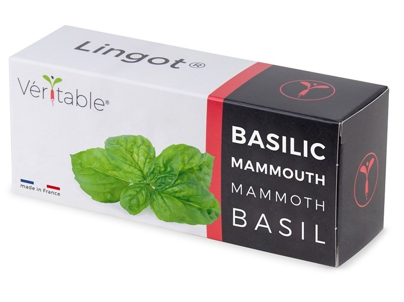 Semínka Véritable Lingot Bazalka mamutí
