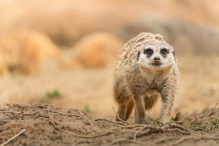 Tamron 50–400 mm F/4.5-6.3 Di III VC VXD, černá