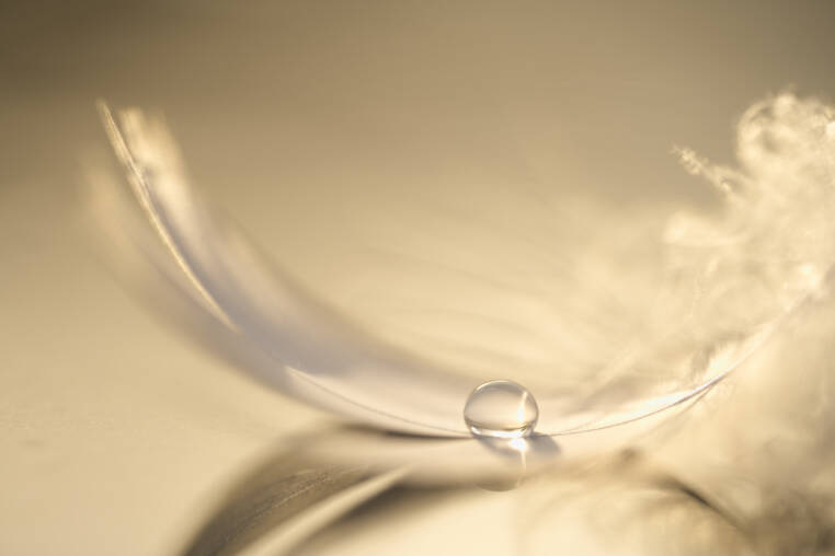 Nikon 105 mm f/2.8 VR S NIKKOR Z MC Macro