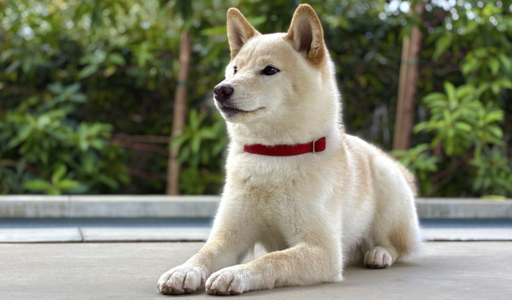 Apple iPhone 17e sází na 48Mpx Fusion fotoaparát