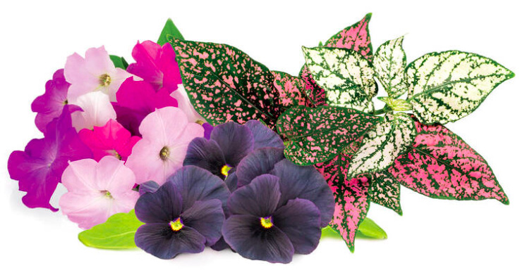 Semínka Click and Grow Mix květin (9 ks) Semínka Click and Grow Mix květin - 9 ks