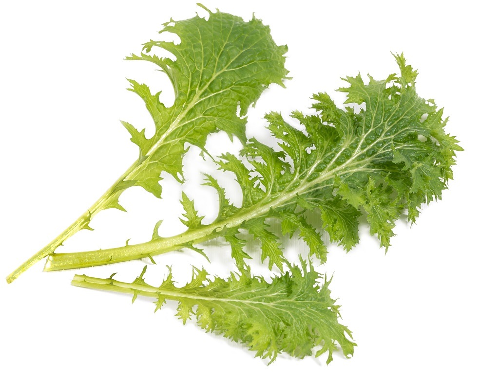 Sklizená Wasabi listová hořčice vypěstovaná v květináči (zahrádce) Véritable