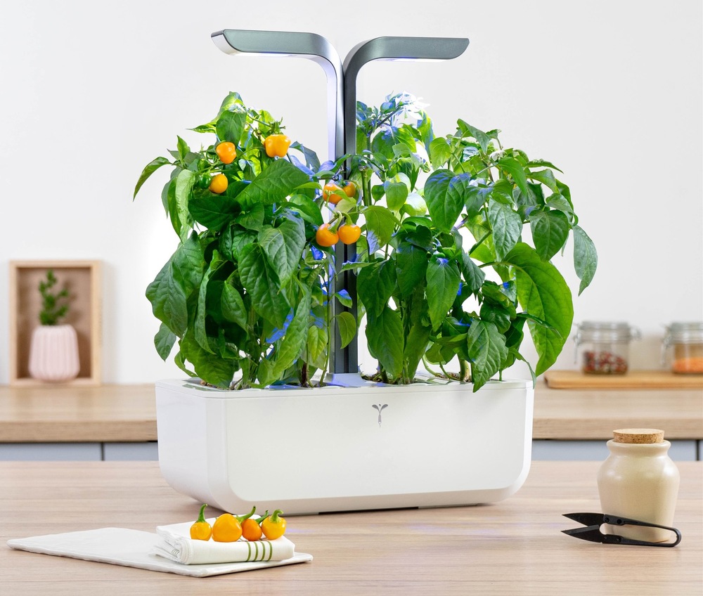 Semínka Véritable Lingot Žlutá mini paprika - BIO Žluté mini papriky rostoucí v květináči (zahrádce) Véritable na kuchyňské lince