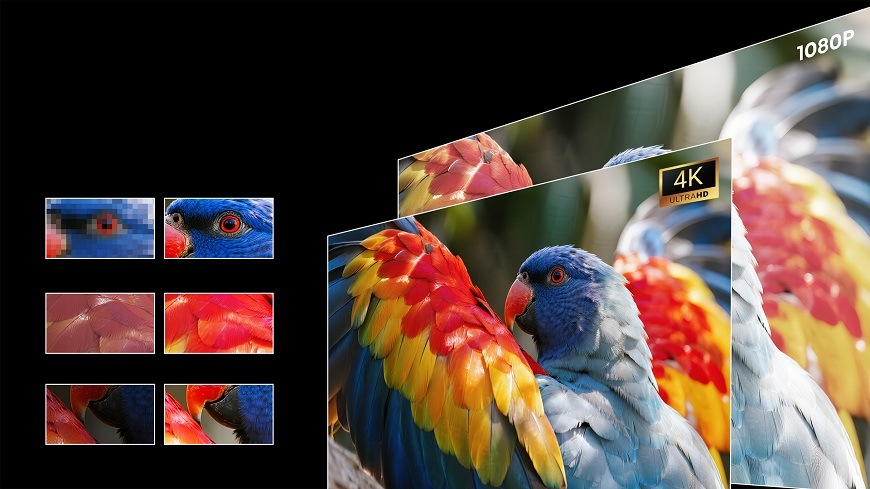 4K obsah na Laser TV Hisense C3 ukázané na detailech papouška