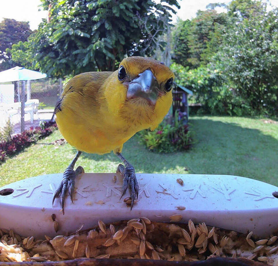 Chytré krmítko Bird Buddy PRO Solar modré Chytré krmítko Bird Buddy PRO Solar modré