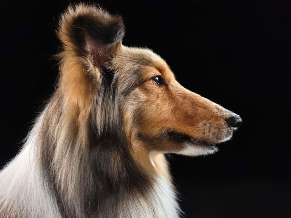 Mobilní telefon Samsung Galaxy S26 Ultra 5G 12 GB / 256 GB bílý Samsung Galaxy S26 Ultra zpracovává fotografie v reálném čase díky ProVisual Engine