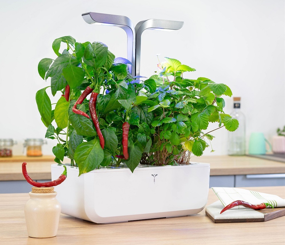 Cayenne pálivé chilli rostoucí v květináči (zahrádce) Véritable na kuchyňské lince