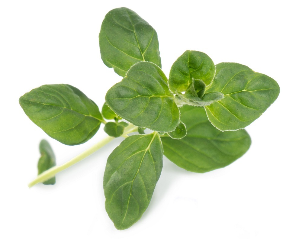 Sklizené Oregano vypěstované v květináči (zahrádce) Véritable