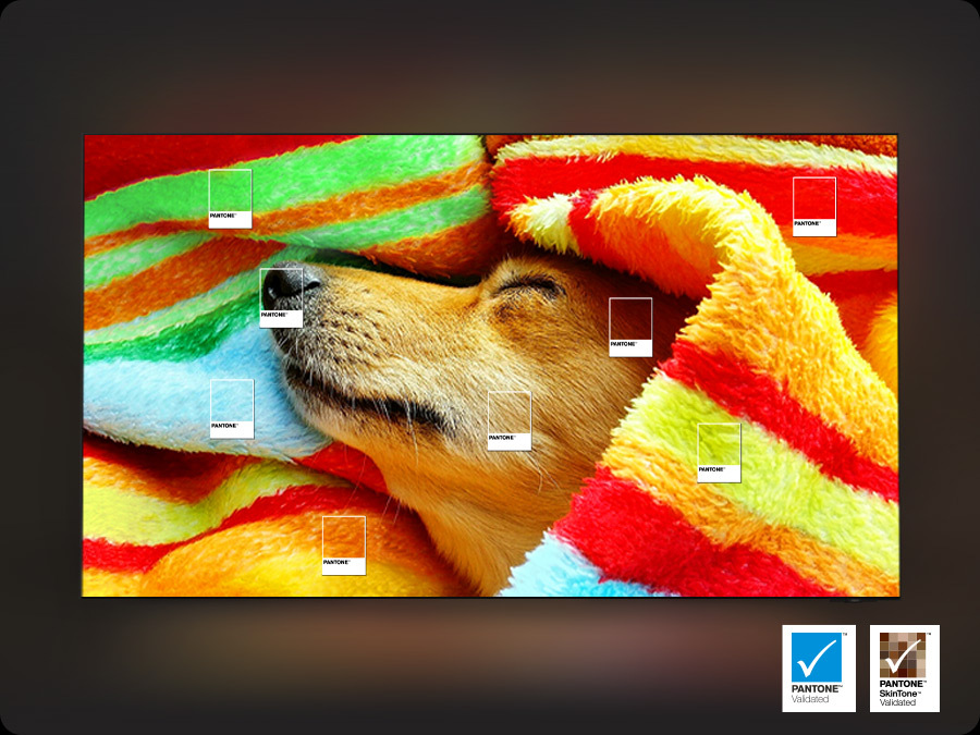 Záběr psa s vyznačenými odstíny Pantone