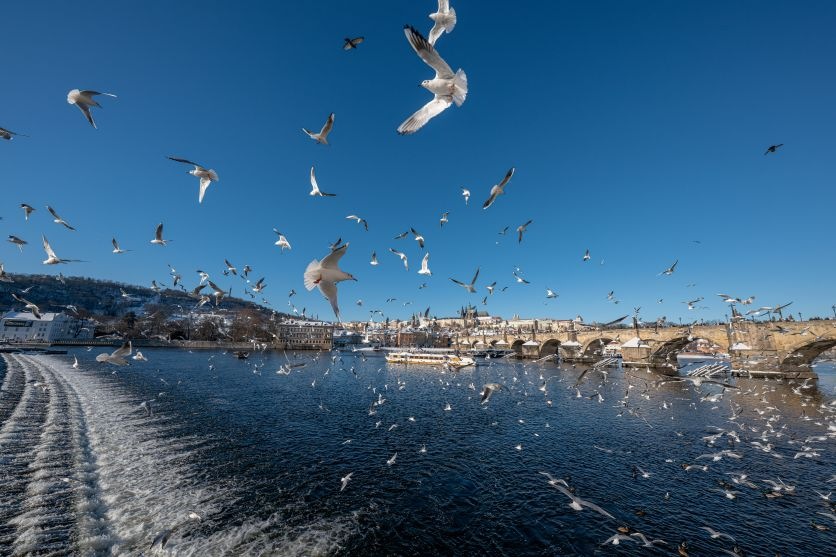 Objektiv Tamron 12-20 mm f/2.8 (Nikon) černý Širokoúhlý záběr racků nad řekou pořízený objektivem Tamron 12–20 mm F/2.8 s rychlým AF