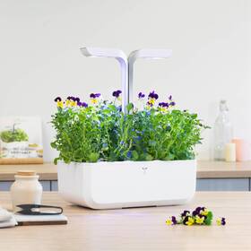 Semínka Véritable Lingot Maceška - BIO 

 obrázek produktu 2 z 2