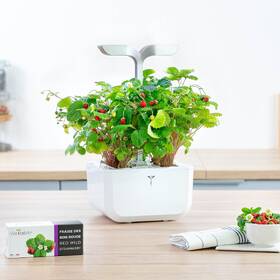 Semínka Véritable Lingot Divoké červené jahody 

 obrázek produktu 2 z 2