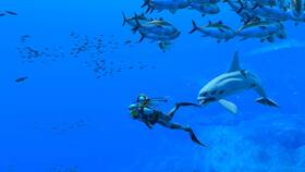 Hra Nintendo Switch Endless Ocean Luminous 

 obrázek produktu 1 z 9