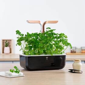 Semínka Véritable Lingot Petrželová nať - BIO 

 obrázek produktu 2 z 2
