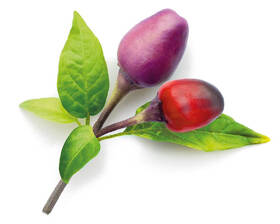 Semínka Click and Grow Fialové chilli (3 ks) 

 obrázek produktu 1 z 2
