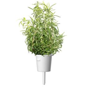 Semínka Click and Grow Rozmarýn (3 ks) 

 obrázek produktu 2 z 3