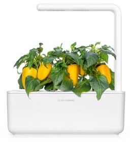 Semínka Click and Grow Žlutá paprika, sladká (3 ks) 

 obrázek produktu 3 z 3