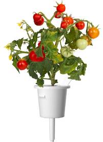 Semínka Click and Grow Mini rajčata (3 ks) 

 obrázek produktu 2 z 3