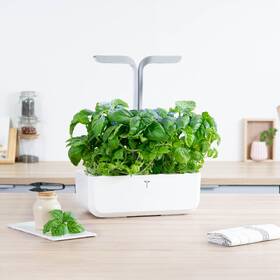 Semínka Véritable Lingot Bazalka mamutí 

 obrázek produktu 2 z 2