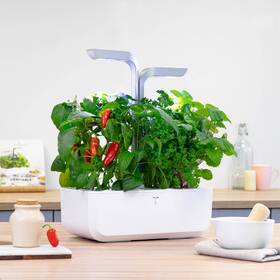 Semínka Véritable Lingot Jalapeño pálivé chilli 

 obrázek produktu 2 z 2
