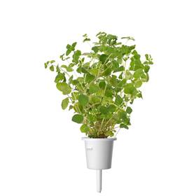 Semínka Click and Grow Oregano (3 ks) 

 obrázek produktu 2 z 3