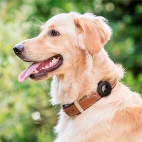 Pouzdro Spigen Pet Collar na AirTag černé

 obrázek produktu 2 z 3