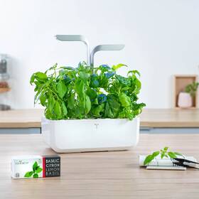 Semínka Véritable Lingot Thajská bazalka - BIO 

 obrázek produktu 2 z 2