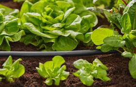 Trubka rozvodná Gardena MicroDrip System Flex 13 mm, 50 m 
