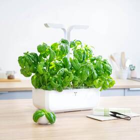 Semínka Véritable Lingot Sladká bazalka - BIO 

 obrázek produktu 2 z 2