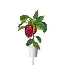 Semínka Click and Grow Červená paprika, sladká (3 ks) 

 obrázek produktu 2 z 3
