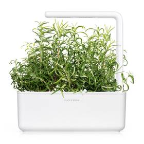 Semínka Click and Grow Rozmarýn (3 ks) 

 obrázek produktu 3 z 3