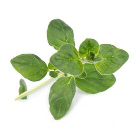 Semínka Véritable Lingot Oregano - BIO 

 obrázek produktu 1 z 1