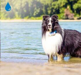 GPS lokátor Tractive DOG 4 LTE – sledování polohy a aktivity pro psy bílý

 obrázek produktu 6 z 9