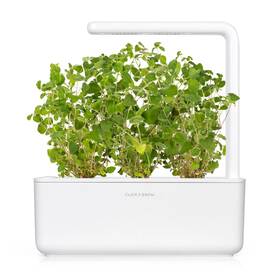 Semínka Click and Grow Oregano (3 ks) 

 obrázek produktu 3 z 3