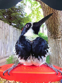 Chytré krmítko Bird Buddy PRO Solar modré

 obrázek produktu 14 z 19
