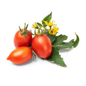 Semínka Véritable Lingot Červené mini rajče 

 obrázek produktu 1 z 1